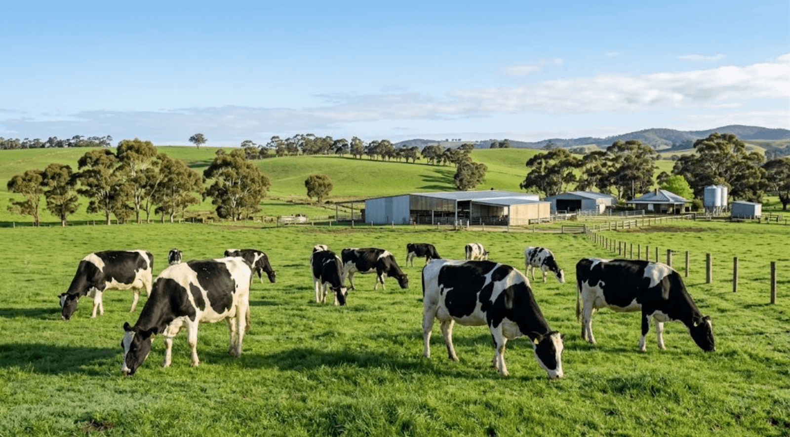 Dairy cows grazing on a green Australian dairy farm.